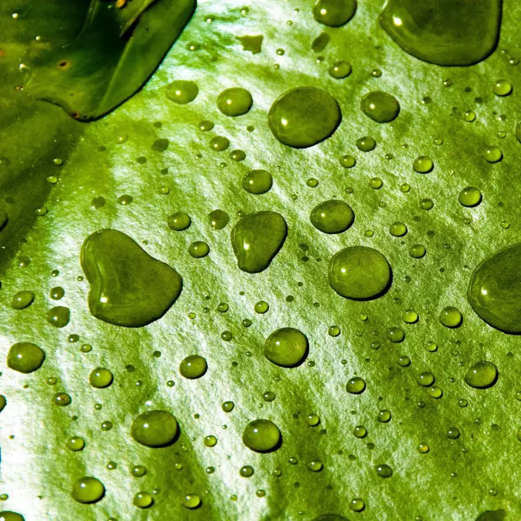 Fence Coatings